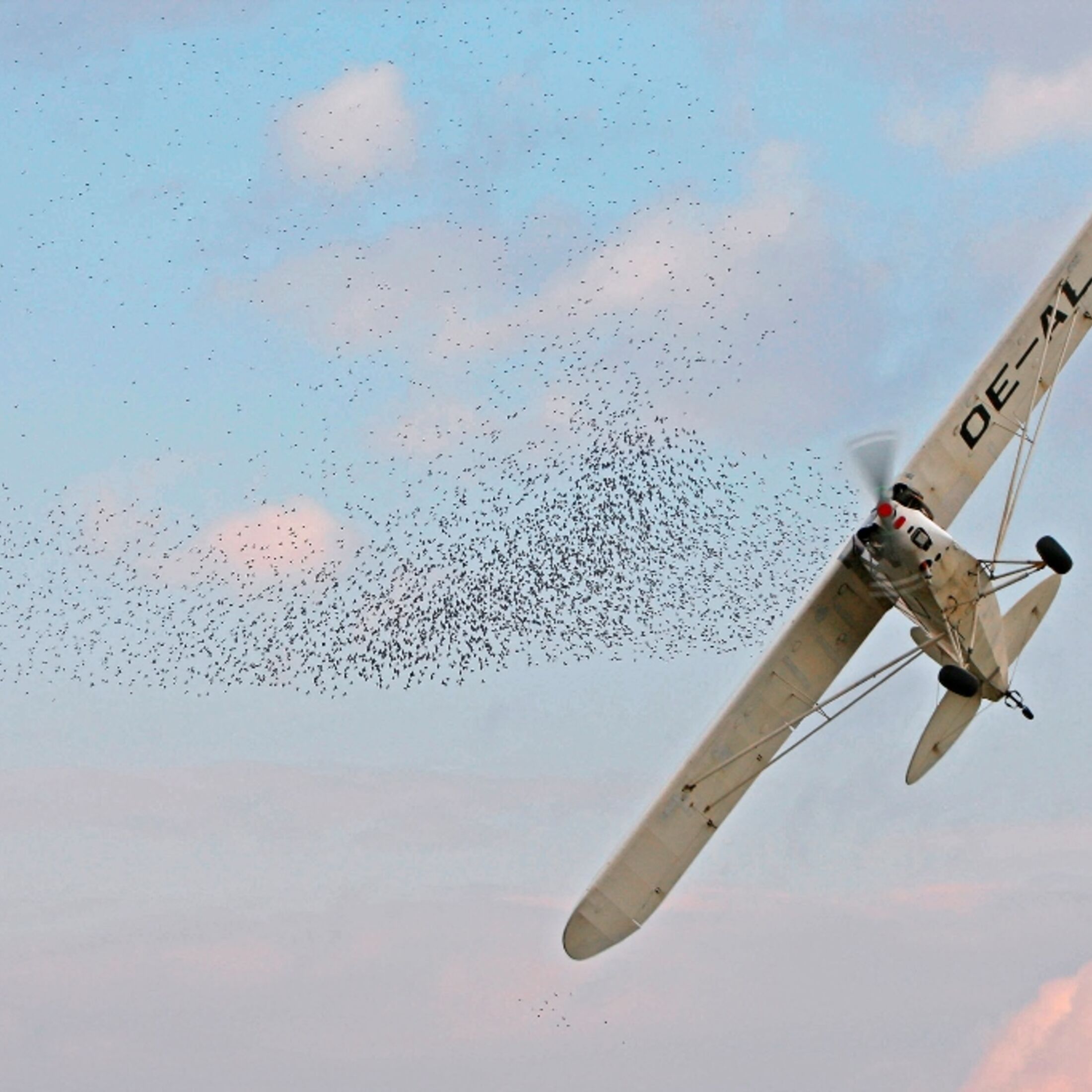 Vogelflug Aircraft relevant Bird Areas aerokurier